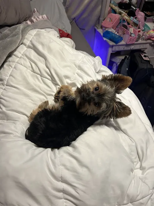 Yorkielegacy Picture 2