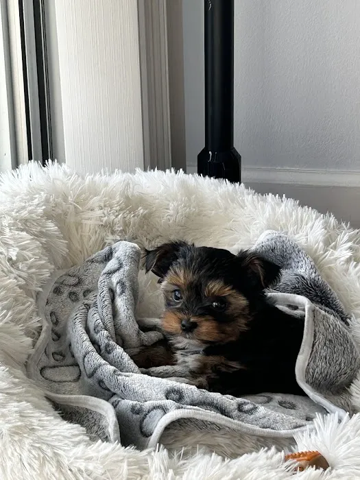 Yorkielegacy Picture 10