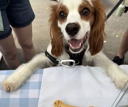 Whinnie's Barkery