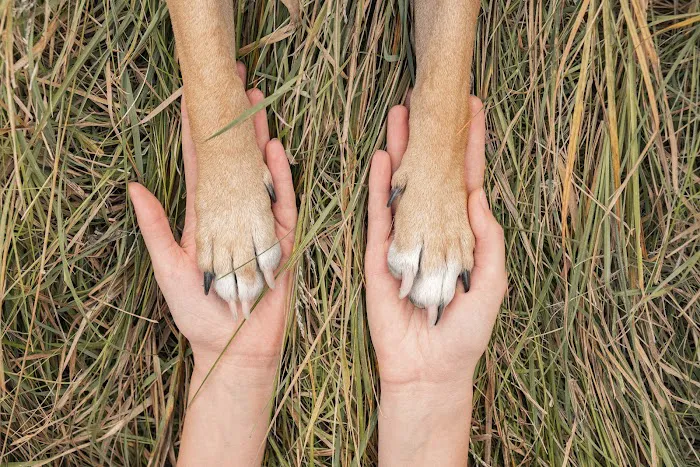 Rise Pet Health Emergency & Specialty Hospital Picture 1