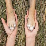 Rise Pet Health Emergency & Specialty Hospital