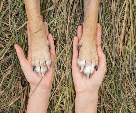 Rise Pet Health Emergency & Specialty Hospital