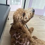 Petco