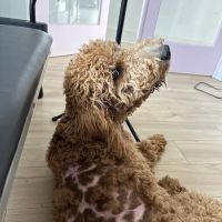 Petco ico