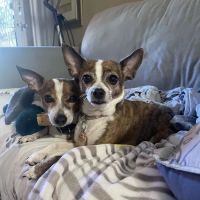 Trinity Pet Hospital ico
