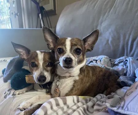 Trinity Pet Hospital