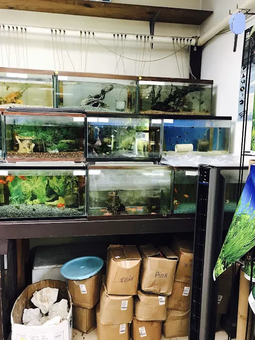 J B Tropical Fish Picture 5