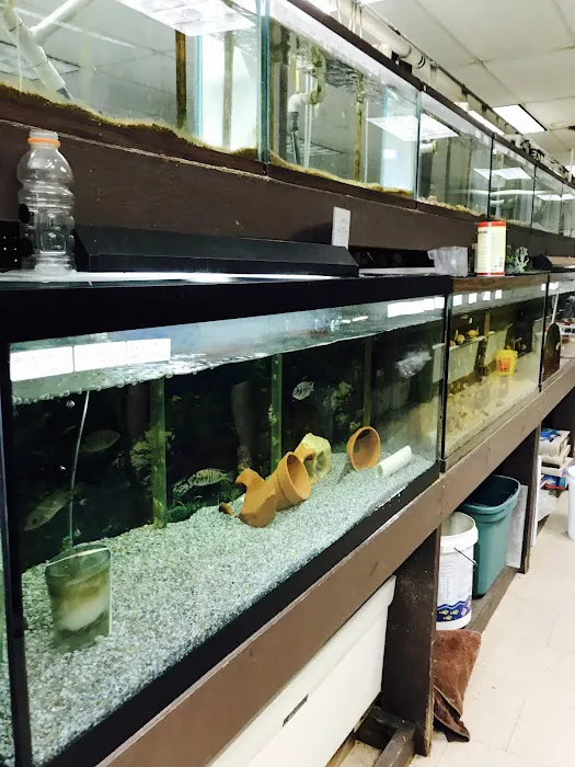 J B Tropical Fish Picture 4