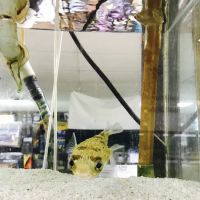J B Tropical Fish ico