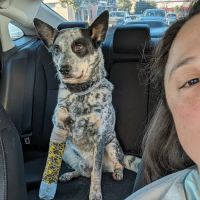 Baker Ranch Animal Hospital ico