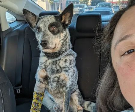 Baker Ranch Animal Hospital