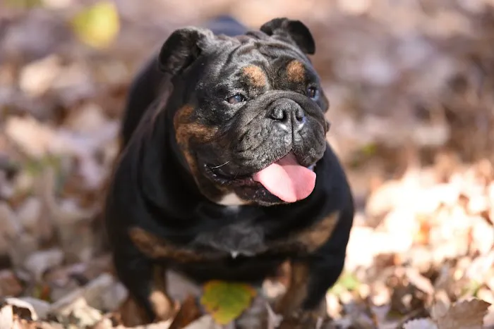 Athletic K9 Raw Dog Food Picture 3