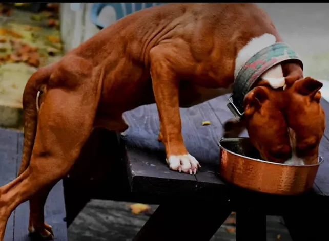 Athletic K9 Raw Dog Food Picture 7