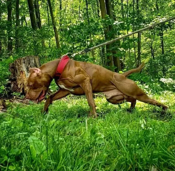 Athletic K9 Raw Dog Food Picture 8