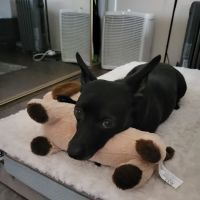 Banfield Pet Hospital ico