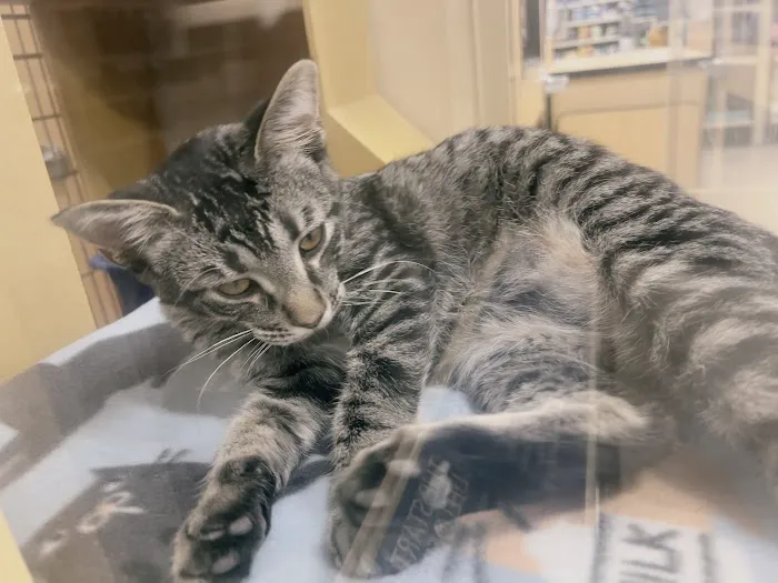 Banfield Pet Hospital Picture 8