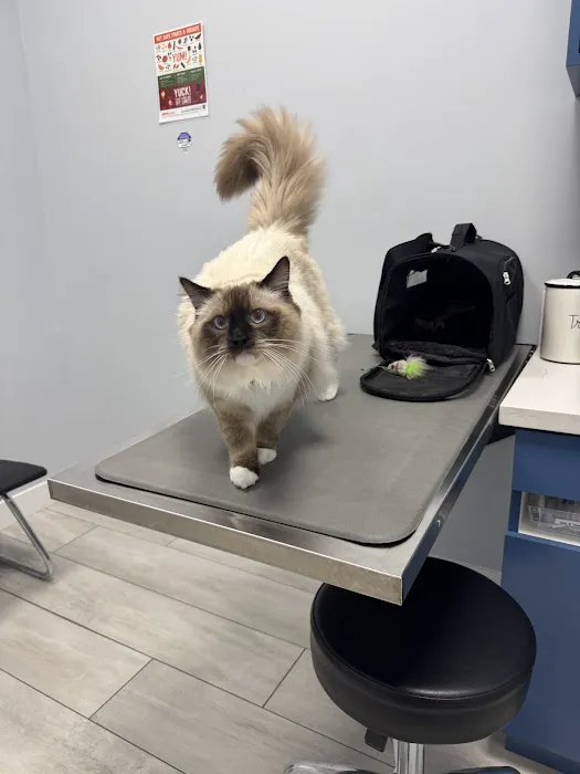 Bliss Animal Hospital Picture 8