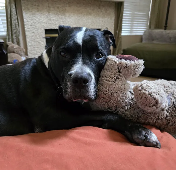 Bliss Animal Hospital Picture 10