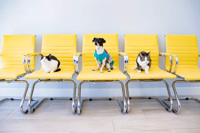 Bliss Animal Hospital Picture 9