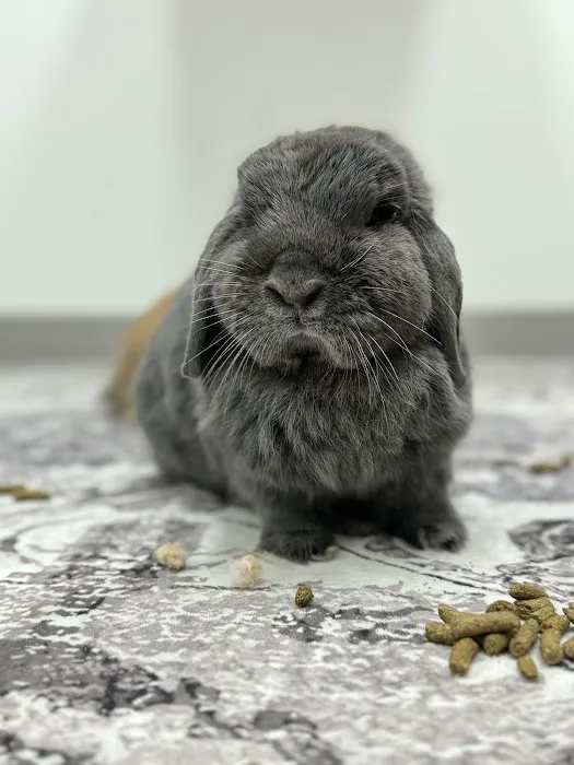 Fauna Veterinary Collective Picture 10