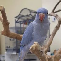 My Pet's Paradise ico