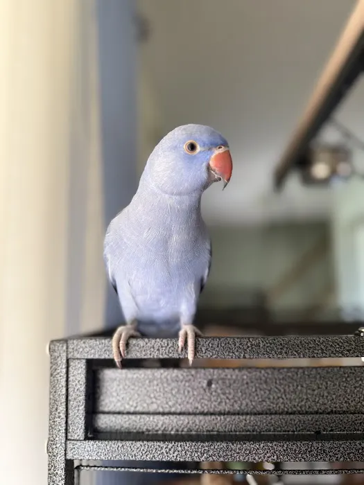 My Pet's Paradise Picture 2