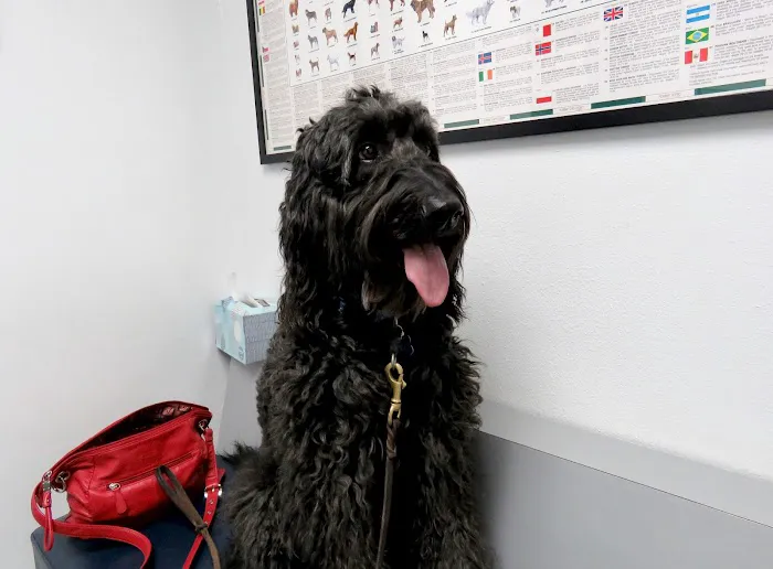 Alisos Animal Hospital Picture 3