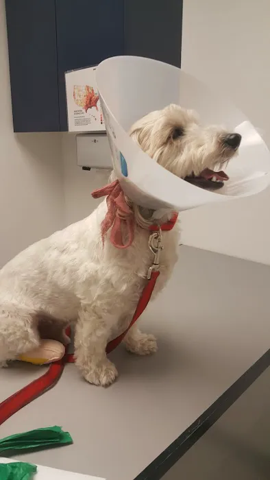 Alisos Animal Hospital Picture 2