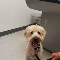 Alisos Animal Hospital ico