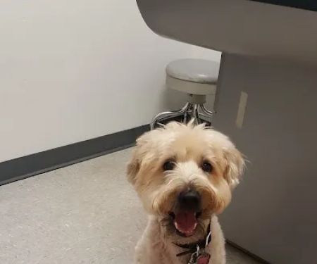 Alisos Animal Hospital