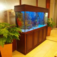Aquarium Design Studios ico