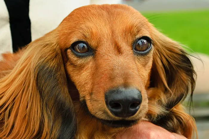 Laguna Beach Animal Hospital Picture 1