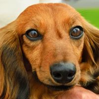 Laguna Beach Animal Hospital ico