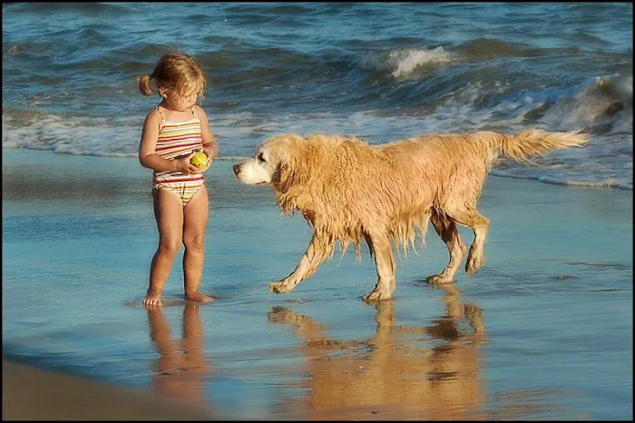 Laguna Beach Animal Hospital Picture 3