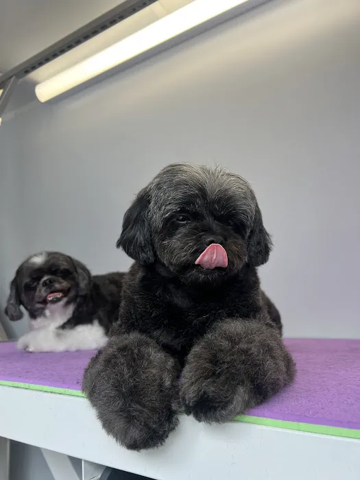 Laguna Beach Animal Hospital Picture 7