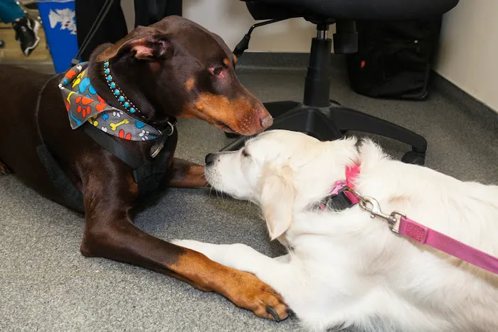 Laguna Beach Animal Hospital Picture 8