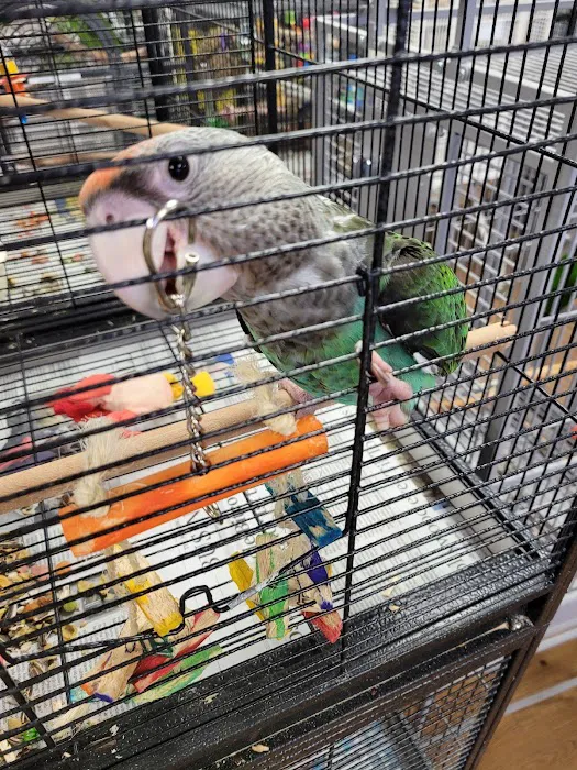 Bird Mania Picture 9