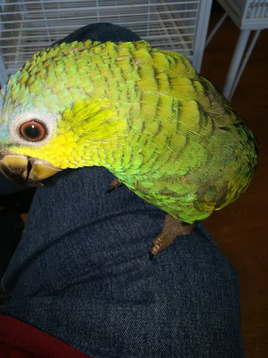 Bird Mania Picture 4