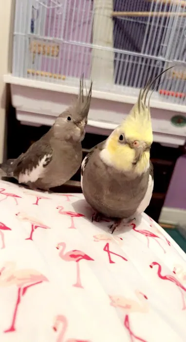 Bird Mania Picture 2