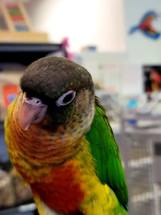 Bird Mania Picture 1
