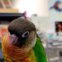 Bird Mania ico