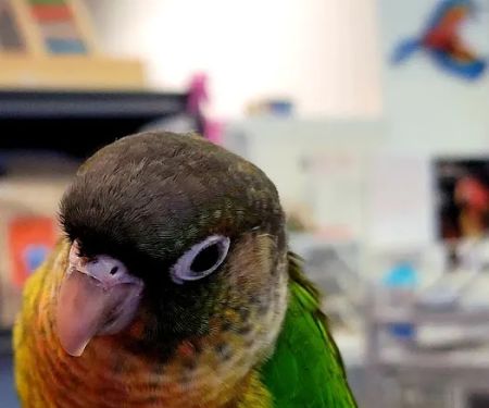 Bird Mania
