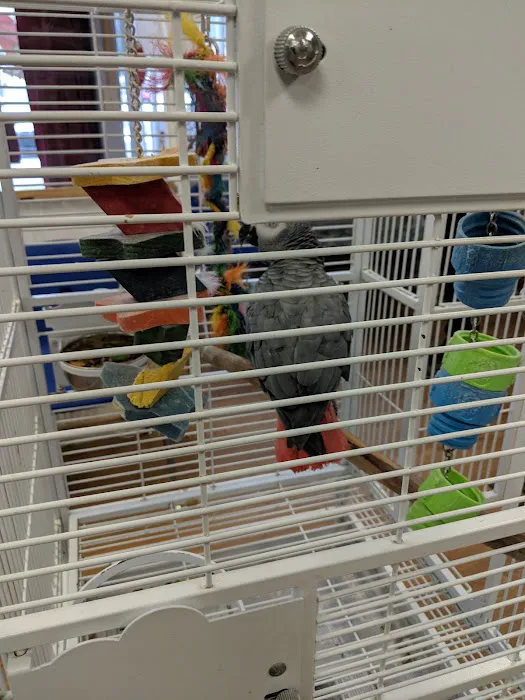Bird Mania Picture 8
