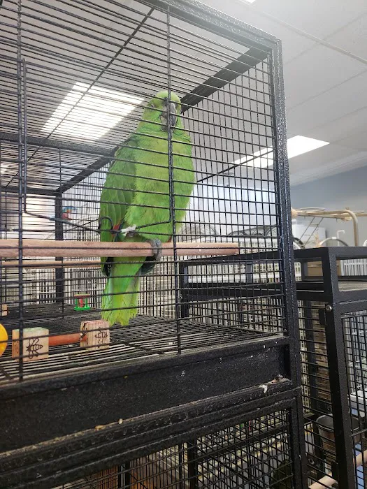 Bird Mania Picture 6