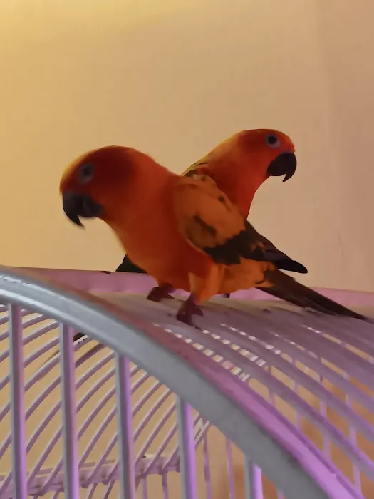 Bird Mania Picture 3