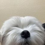 Aliso Niguel Animal Hospital
