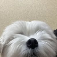 Aliso Niguel Animal Hospital ico