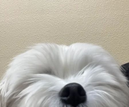Aliso Niguel Animal Hospital