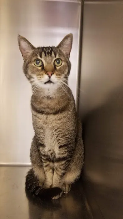 Aliso Niguel Animal Hospital Picture 8