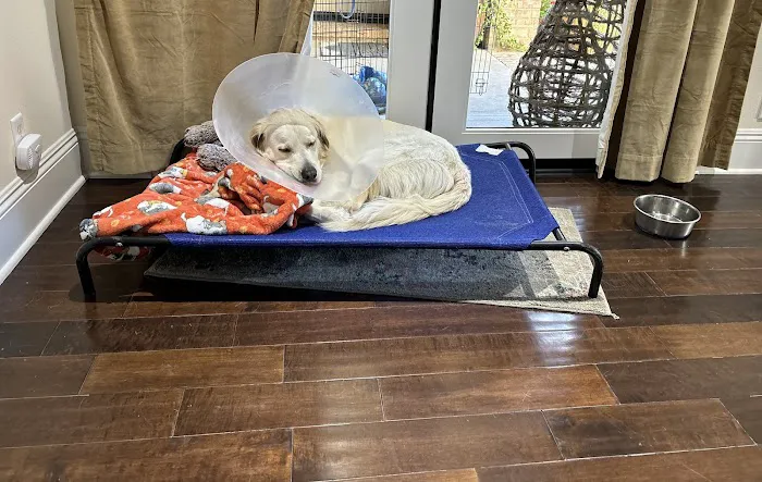 Aliso Niguel Animal Hospital Picture 7